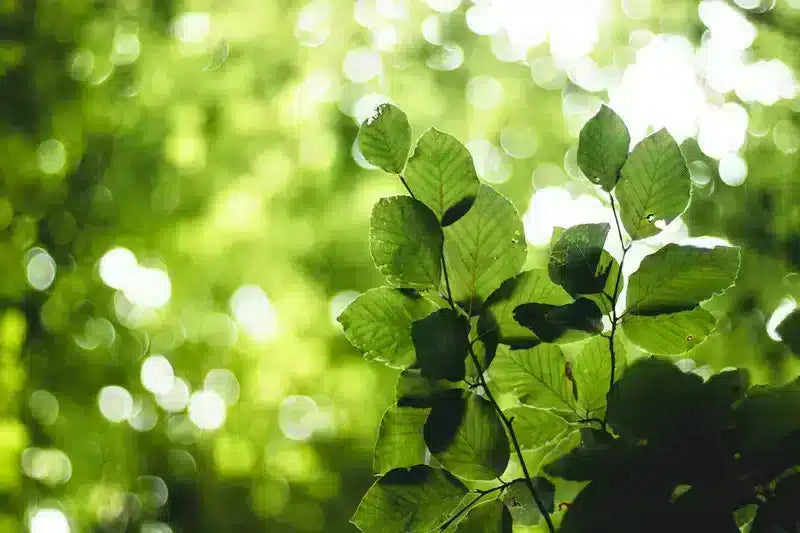 Kratom Powder Online Store