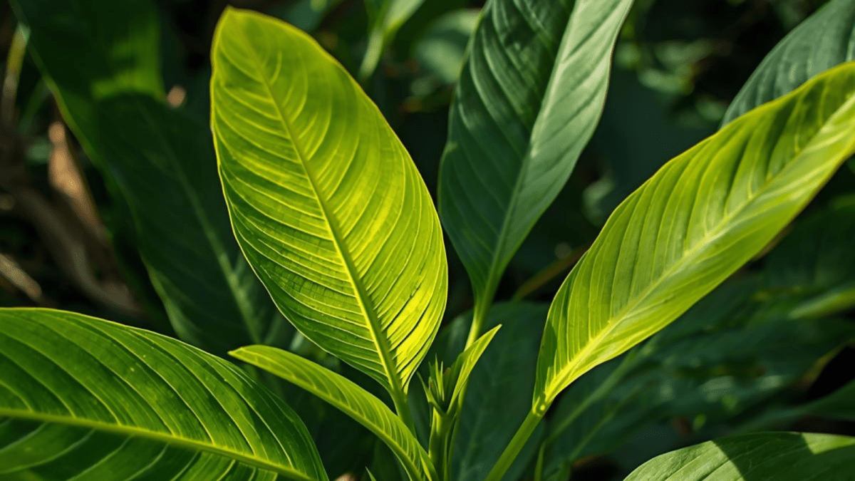 Green Malay Kratom Plant