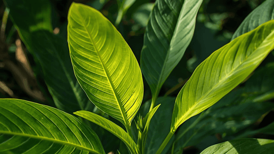 Green Malay Kratom Plant