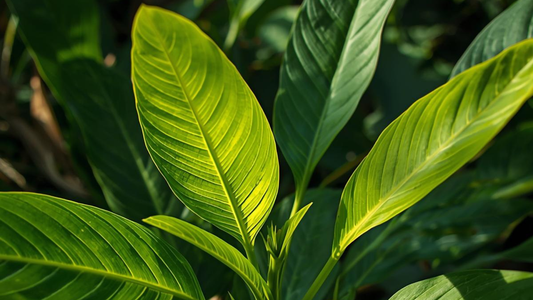 Green Malay Kratom Plant