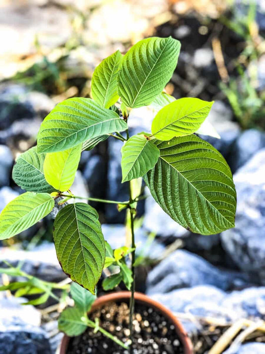 The Silent Epidemic: Kratom, Chronic Pain and Americas War on Drugs