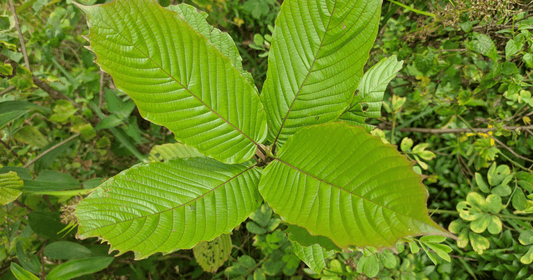 Good Manufacturing Practices and How NuWave Meets Them