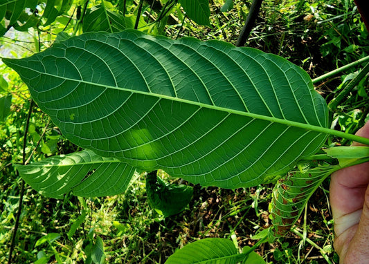The Science Behind Kratom: Alkaloids, Effects, and How It Works