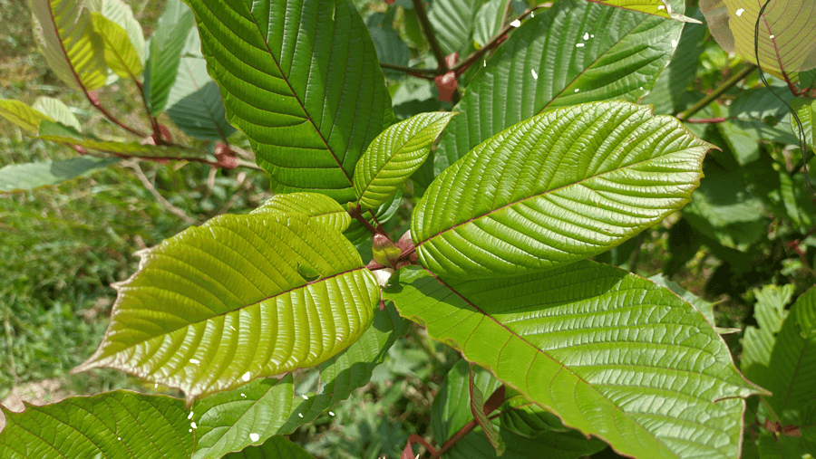 Red Vein Kratom 101: A Guide for Beginners