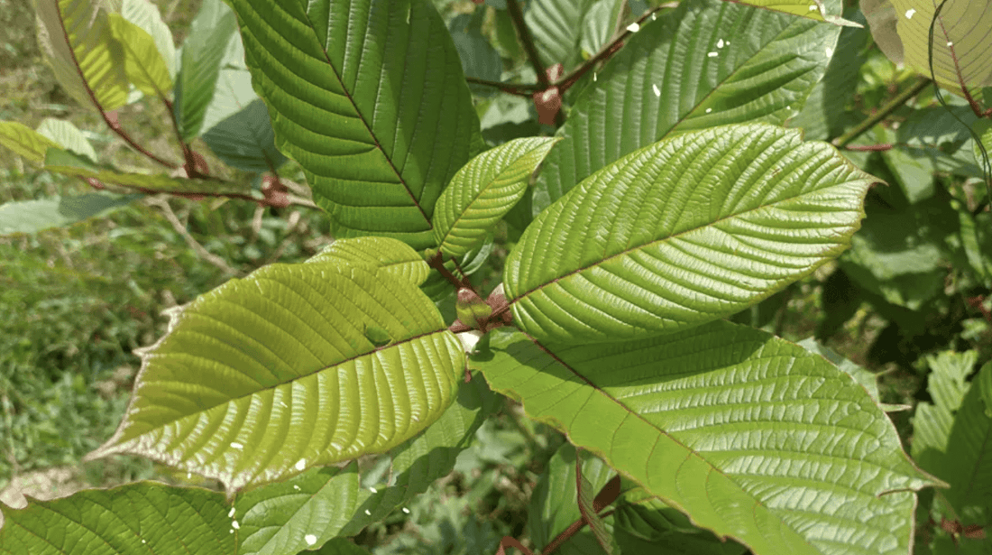 Red Vein Kratom 101: A Guide for Beginners