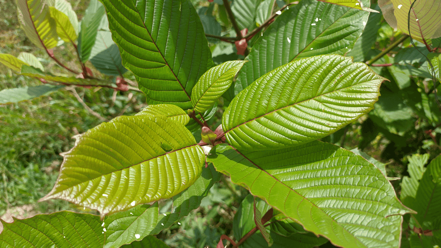 red vein kratom leaf